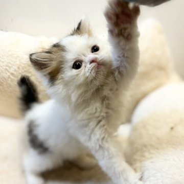 ペルシャ【愛知県・男の子・2024年2月14日・ブラウンタビー&ホワイト】の写真「とにかくべた慣れな男の子♪」