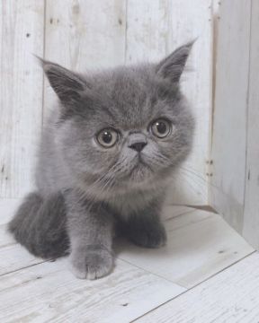 エキゾチックショートヘア【愛知県・男の子・2020年8月11日・ブルースモーク】の写真「めちゃめちゃかわいいです♪」