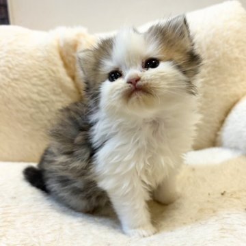 ペルシャ【愛知県・男の子・2024年2月14日・ブラウンタビー&ホワイト】の写真「困り顔の男の子♪」