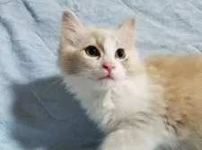 ラグドール×ラガマフィン【愛知県・女の子・2020年3月28日・レッド&ホワイト】の写真1