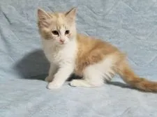 ラグドール×ラガマフィン【愛知県・女の子・2020年3月28日・レッド&ホワイト】の写真2