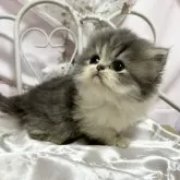 エキゾチックショートヘア【愛知県・女の子・2024年10月10日・ブルー&ホワイト】の写真2