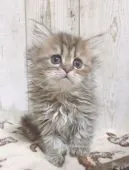 ペルシャ(チンチラ)【愛知県・女の子・2020年2月22日・シェーデッドゴールデン】の写真2