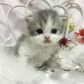 ペルシャ【愛知県・男の子・2023年10月27日・ブルー&ホワイト】の写真2