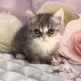 ミヌエット(短足)【愛知県・女の子・2022年8月12日・ダイリュートキャリコ】の写真2