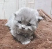 ペルシャ【愛知県・男の子・2019年12月24日・ブルースモーク】の写真2