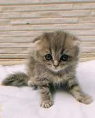 スコティッシュフォールド(折れ耳)【愛知県・女の子・2020年7月30日・ブルースモーク】の写真3