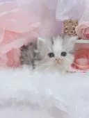 ペルシャ【愛知県・男の子・2022年3月3日・シルバー&ホワイト】の写真3