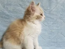 ラグドール×ラガマフィン【愛知県・女の子・2020年3月28日・レッド&ホワイト】の写真3