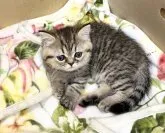 エキゾチックショートヘア【愛知県・女の子・2023年3月14日・ブラウンタビー】の写真3