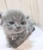 ペルシャ【愛知県・男の子・2019年12月24日・ブルースモーク】の写真3