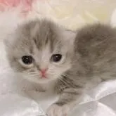 ミヌエット(短足)【愛知県・女の子・2022年8月12日・ダイリュートキャリコ】の写真3