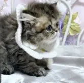 ペルシャ(チンチラ)【愛知県・女の子・2023年8月10日・シェーデッドゴールデン】の写真4