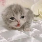 ミヌエット(短足)【愛知県・女の子・2022年8月12日・ダイリュートキャリコ】の写真4