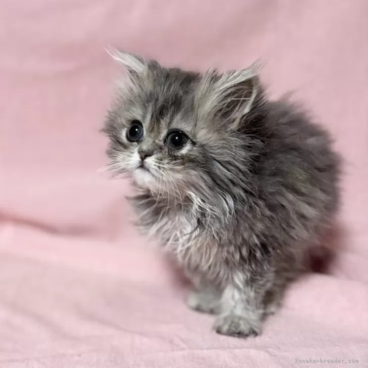 ID：2506-02033の子猫