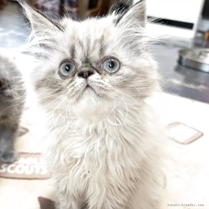 ID:2505-00664の子猫