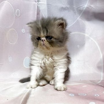 エキゾチックショートヘア【愛知県・女の子・2025年9月24日・ブルー&ホワイト】の写真「めちゃかわマイペース女子♪」