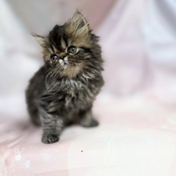 エキゾチックショートヘア【愛知県・女の子・2025年10月7日・ブラウンタビー】の写真「元気いっぱい女の子！」