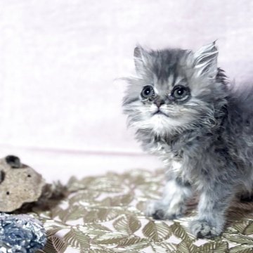 ペルシャ(チンチラ)【愛知県・男の子・2025年5月6日・ブルースモーク】の写真「めちゃめちゃキュートな男の子♪」