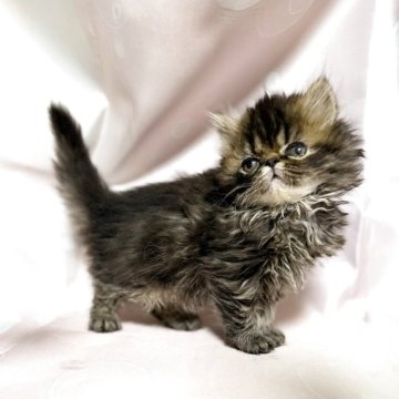 エキゾチックショートヘア【愛知県・女の子・2025年10月7日・ブラウンタビー】の写真「元気いっぱい女の子！」