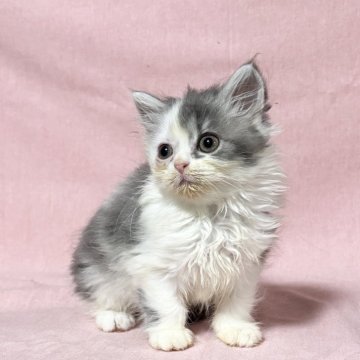 ミヌエット(長足)【愛知県・男の子・2025年5月27日・ブルー&ホワイト】の写真「くりくり甘めの男の子♪」