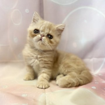 エキゾチックショートヘア【愛知県・男の子・2025年7月3日・クリーム】の写真「かなーりおっとりしてる男の子♪」