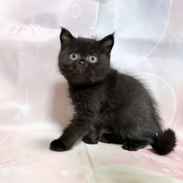 エキゾチックショートヘア【愛知県・男の子・2025年9月20日・ブラック】の写真「人気のブラックカラーの男の子♪」