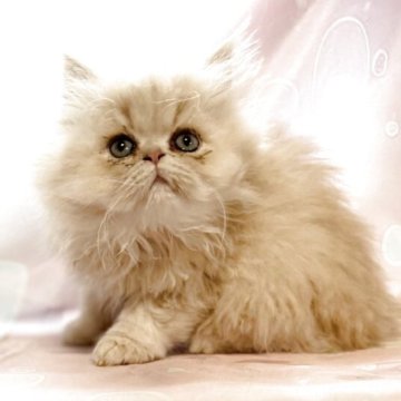 ペルシャ(チンチラ)【愛知県・男の子・2025年9月16日・クリーム】の写真「お顔の歪みあります。」