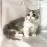 ミヌエット(短足)