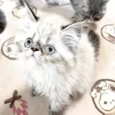 エキゾチックショートヘア
