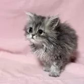 ペルシャ(チンチラ)