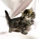 エキゾチックショートヘア