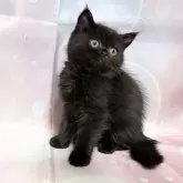 エキゾチックショートヘア