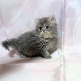 ペルシャ(チンチラ)