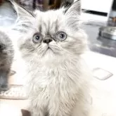 エキゾチックショートヘア