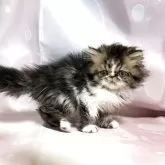 エキゾチックショートヘア