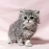 ペルシャ(チンチラ)