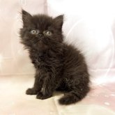 ペルシャ(チンチラ)