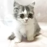ミヌエット(短足)