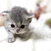 ペルシャ(チンチラ)