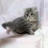 ペルシャ(チンチラ)