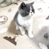 エキゾチックショートヘア