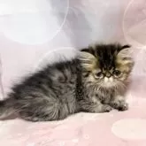 エキゾチックショートヘア