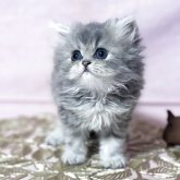 ペルシャ(チンチラ)