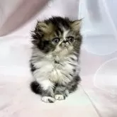 エキゾチックショートヘア