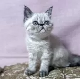 エキゾチックショートヘア【愛知県・男の子・2025年5月3日・ブルーポイントリンクス】の写真2