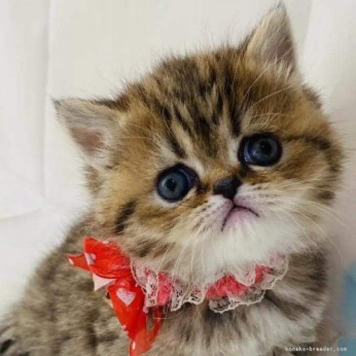 ID：2305-00418の子猫