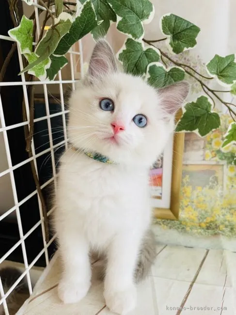 ID:2206-00292の子猫