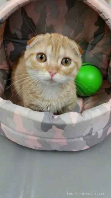 ID：1512-00026の子猫