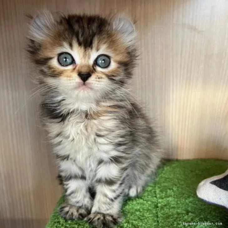 ID：2310-00527の子猫